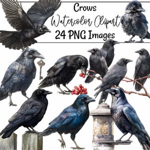 May include: Watercolor clipart featuring various black crows in different poses. Some crows are perched, flying, or holding objects. The image includes the text "Crows Watercolor Clipart" and "24 PNG Images".