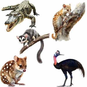May include: A digital illustration of five Australian animals: a crocodile, a possum, a quoll, a cassowary, and a quoll. The animals are depicted in a realistic style with vibrant colors and intricate details.