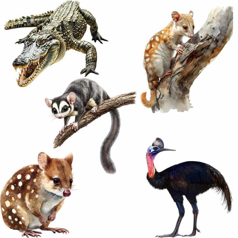 May include: A digital illustration of five Australian animals: a crocodile, a possum, a quoll, a cassowary, and a quoll. The animals are depicted in a realistic style with vibrant colors and intricate details.