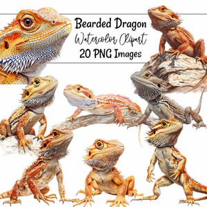 Bearded Dragon Clipart, Watercolor Reptile Digital Downloads Beardie Lizard Australia Exotic Pet Commercial use Reptile Art PNG Files