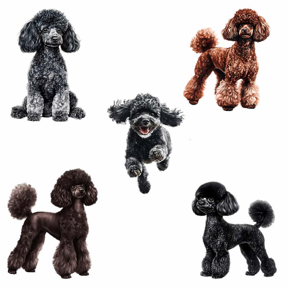 プードルの水彩クリップアート、ミニチュアトイ犬のデジタル