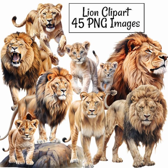 Lion Clipart  Watercolor Digital Downloads Africa Art African Big Cat Safari jungle PNG Overlay Wildlife Transparent background Animals