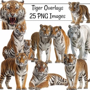 May include: A collection of 25 PNG images featuring tigers in various poses. The images showcase tigers with orange and black stripes, and one white tiger. The tigers are shown standing, sitting, and roaring, with a text overlay that reads "Tiger Overlays".