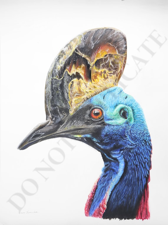 Cassowary - A Study in Watercolour Pencil