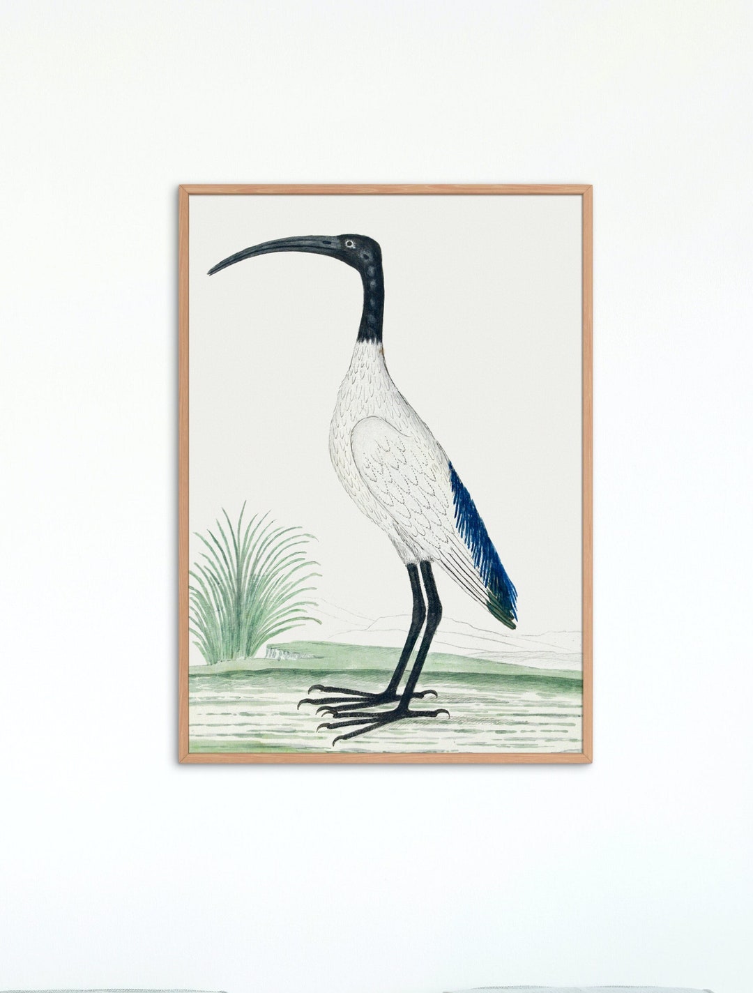 Digital Download, Printable, Bird Wall Art, Animal Print, African Sacred Ibis, Fine Art Print - Etsy