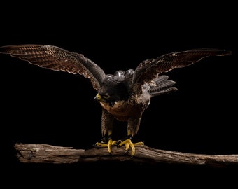 Peregrine Falcon - The fasted animal in the world