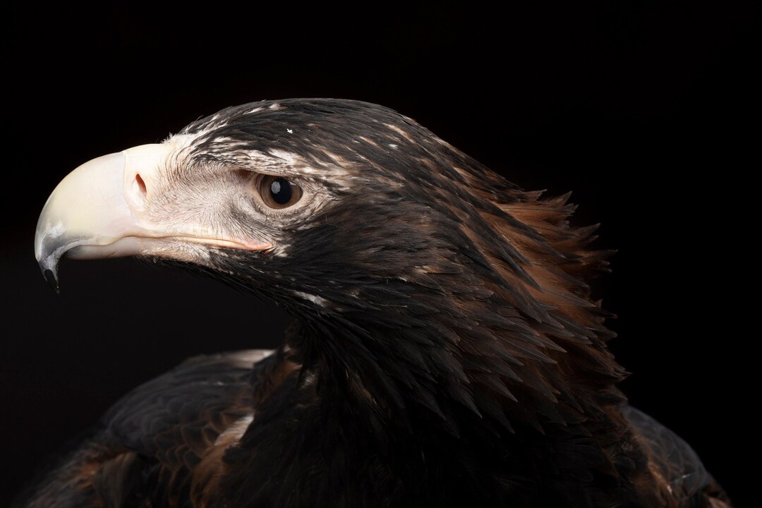 Wedge Tailed Eagle in the Studio Etsy