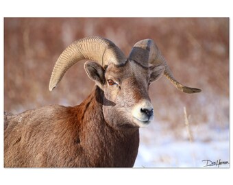 Ariete invernale