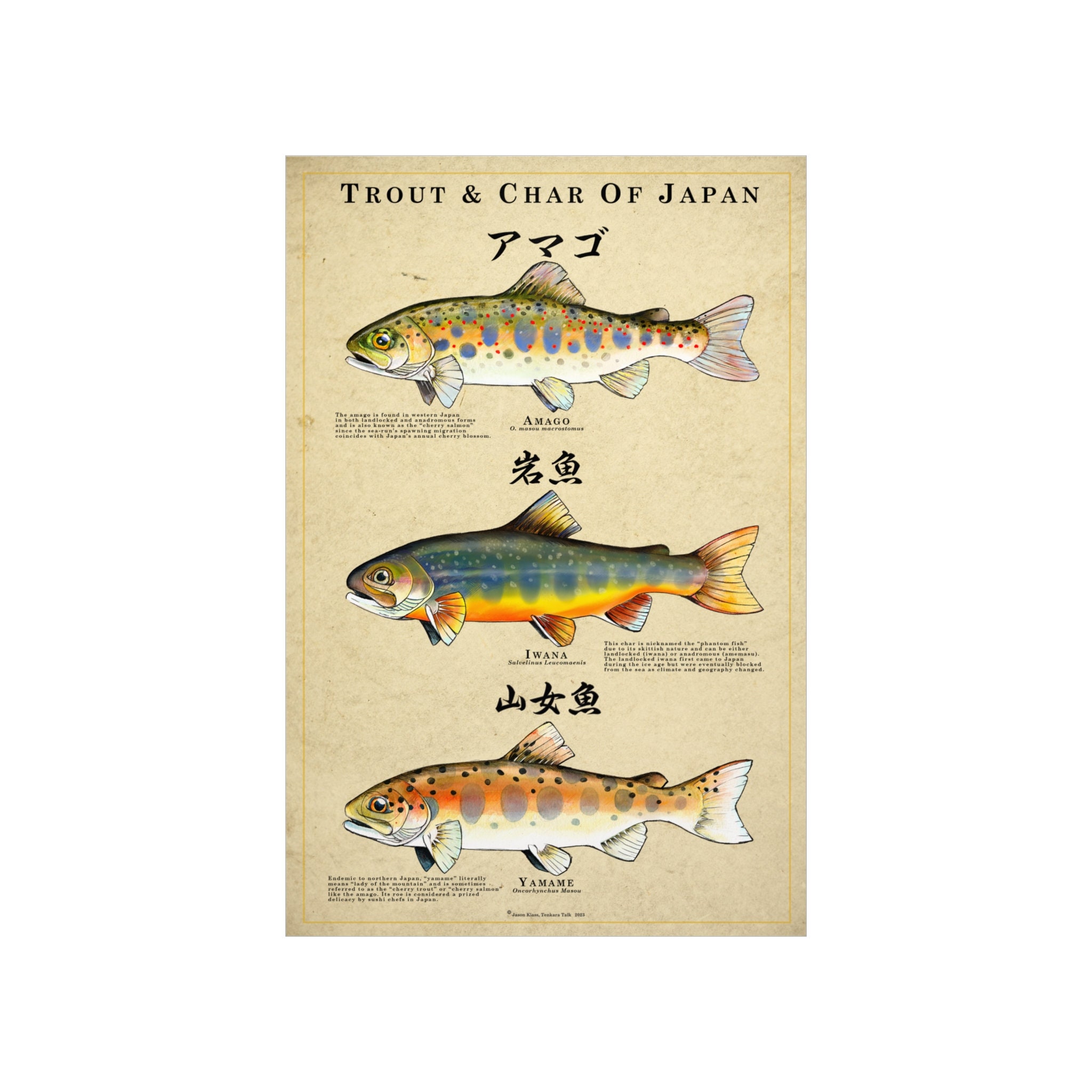Tenkara Poster: Trout & Char of Japan 