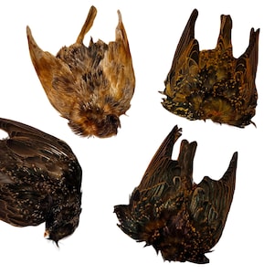May include: Four bird wings are displayed against a white background. The wings vary in color, with shades of brown, black, and speckled patterns. The wings are positioned with their tips pointing upwards.