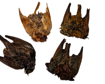 Starling Skins for Fly Tying  (Natural & Dyed)