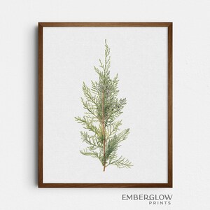Winter Pine Branches / Minimal Green Plant Botanical Drawing / Vintage Illustration / Wall Art Decor / DIGITAL DOWNLOAD PRINTABLE / S-157