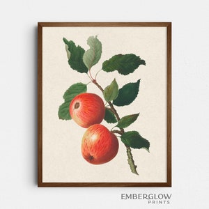 Apple Illustration / Minimal Antique Fruit / Vintage Botanical Drawing / Neutral Muted Kitchen Art Print / DIGITAL DOWNLOAD PRINTABLE / S-71