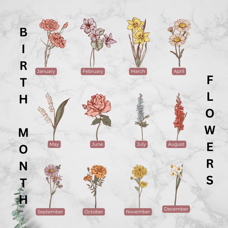 May include: A chart showing the birth month flowers. The flowers are illustrated in a vintage style. The months are listed in order from January to December. The text "BIRTH MONTH FLOWERS" is written vertically on the right side of the chart.