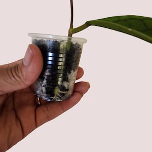 Hoya cv nui