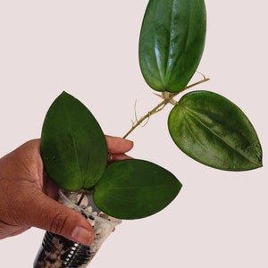Hoya idaho