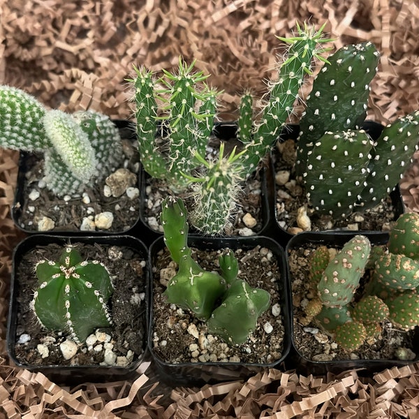 6 Assorted Mini Cacti in 2 Inch Pots