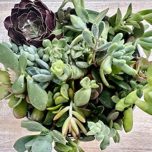 15 Assorted Succulent Cuttings