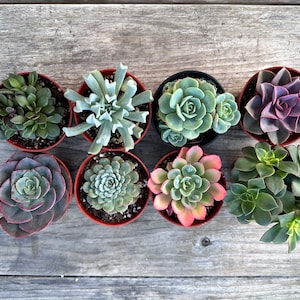 8 Assorted Succulents in 4 Inch Pots
