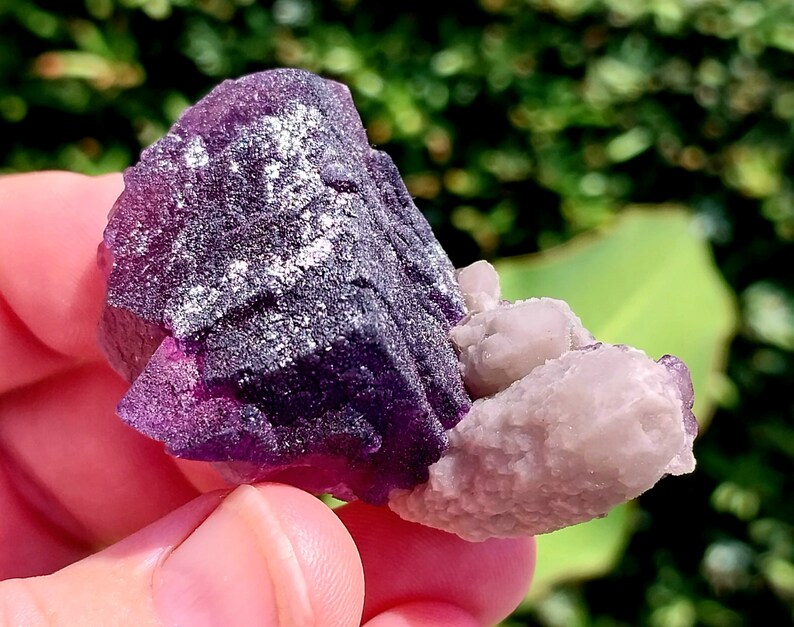 May include: A purple fluorite crystal cluster with a white quartz crystal attached. The fluorite has a deep purple color and is translucent. The quartz crystal is clear and has a smooth surface.