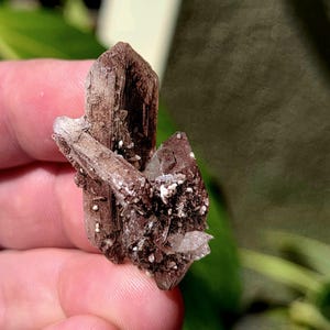 Very Special Chocolate and Clear Apophyllite on Heulandite Specimen. Heulandite Specimen. Crystal Specimen. Marshy Apophyllite Specimen.