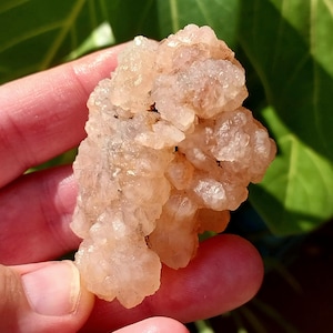 Blush UV Reactive Pink Rose Skeletal Calcite Flower from Madagascar! Pink Calcite. Pink Calcite Specimen. UV Reactive Pink Calcite.