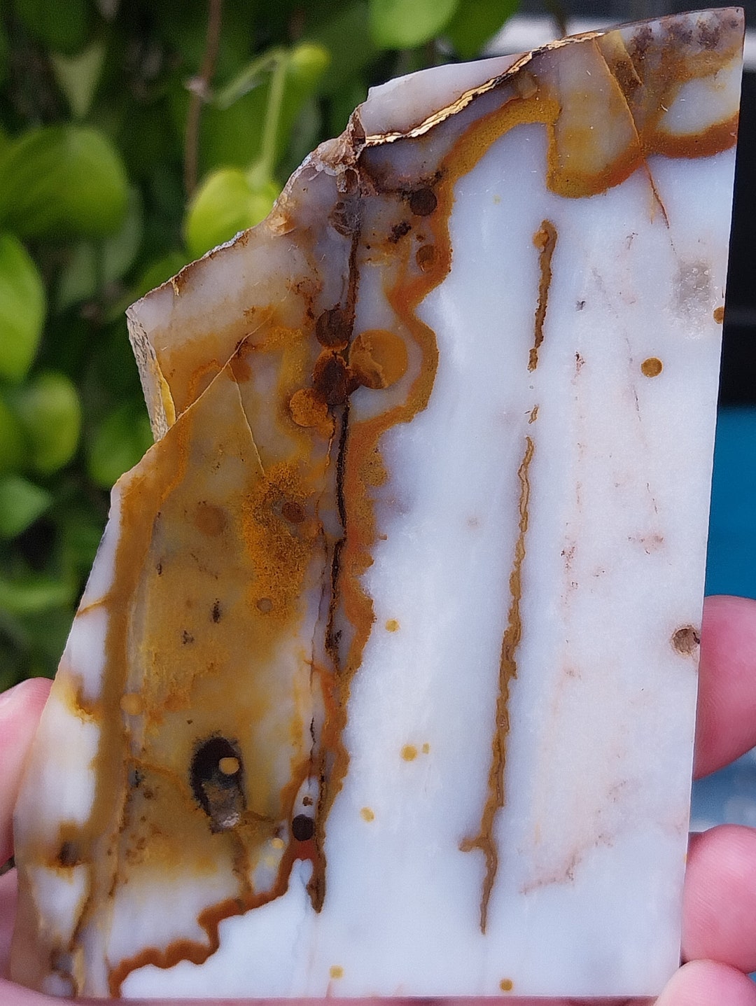 Blue Ice Polka Dot Agate Slab From Oregon Oregon Polka Dot Agate. Polka