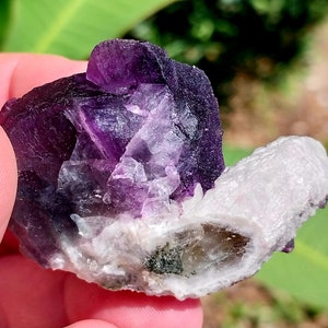 May include: A cluster of purple fluorite crystals with a white calcite crystal. The fluorite crystals are translucent and have a glassy luster. The calcite crystal is opaque and has a dull luster.