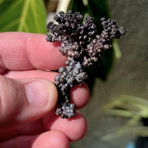 Rare Purple Copper Specimen! Copper Specimen. Copper Mineral Specimen. Crystal Specimen. Mineral Ore. Mineral Copper. Native Copper.