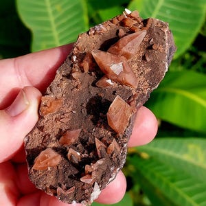 Highly Saturated Chocolate Dog Tooth Calcite on Matrix Specimen. Chocolate Calcite. Dogtooth Calcite. Scalenohedral Calcite. UV Calcite.