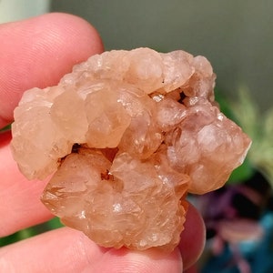Druzy UV Reactive Pink Rose Skeletal Calcite Flower from Madagascar! Pink Calcite. Pink Calcite Specimen. UV Reactive Pink Calcite.