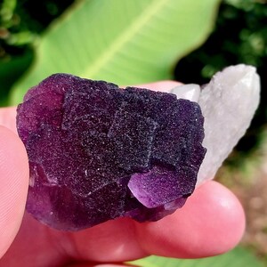 May include: A cluster of purple fluorite crystals with a clear quartz crystal attached. The fluorite crystals have a deep purple color and a smooth, glassy surface.