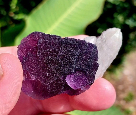 Special UV Reaction Purple QR Cubic Fluorite with Candle Quartz Specimen! Iridescent Fluorite. QR Fluorite. Purple Fluorite. Candle Quartz.