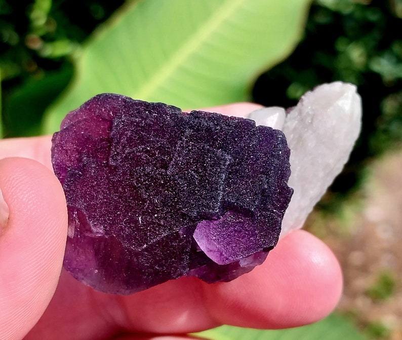 May include: A cluster of purple fluorite crystals with a clear quartz crystal attached. The fluorite crystals have a deep purple color and a smooth, glassy surface.