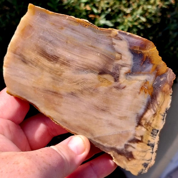 Beautiful Petrified Wood Slab from Oregon, USA. Petrified Wood Slab. Petrified Wood. Opalized Wood. Agatized Wood. Wooden Slab. Crystal Slab