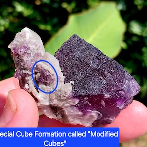 May include: A close-up of a purple fluorite crystal with a modified cube formation. The crystal has a purple and white color with a white background.