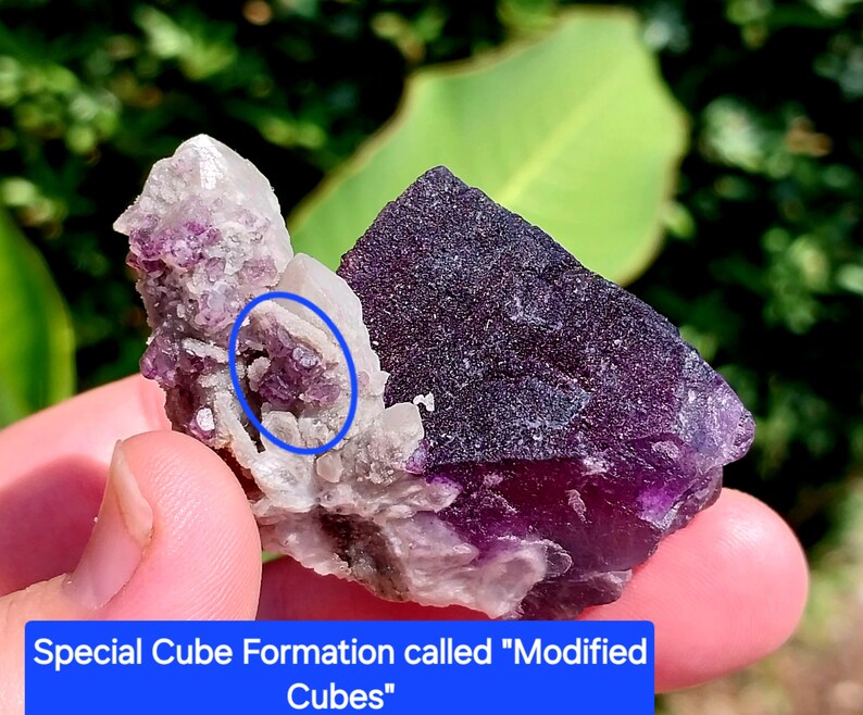 May include: A close-up of a purple fluorite crystal with a modified cube formation. The crystal has a purple and white color with a white background.