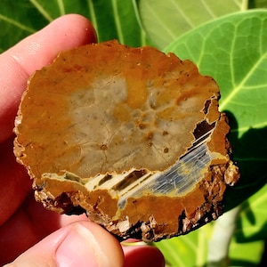 May include: A slice of agate with brown, white, and gray banding. The agate has a natural, rough edge and is translucent.