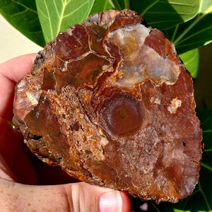 May include: A large, irregularly shaped piece of petrified wood with a brown, red, and white color pattern. The wood has a natural, polished finish.