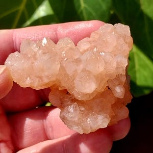 Rare Form UV Reactive Pink Rose Skeletal Calcite Flower from Madagascar! Pink Calcite. Pink Calcite Specimen. UV Reactive Pink Calcite.
