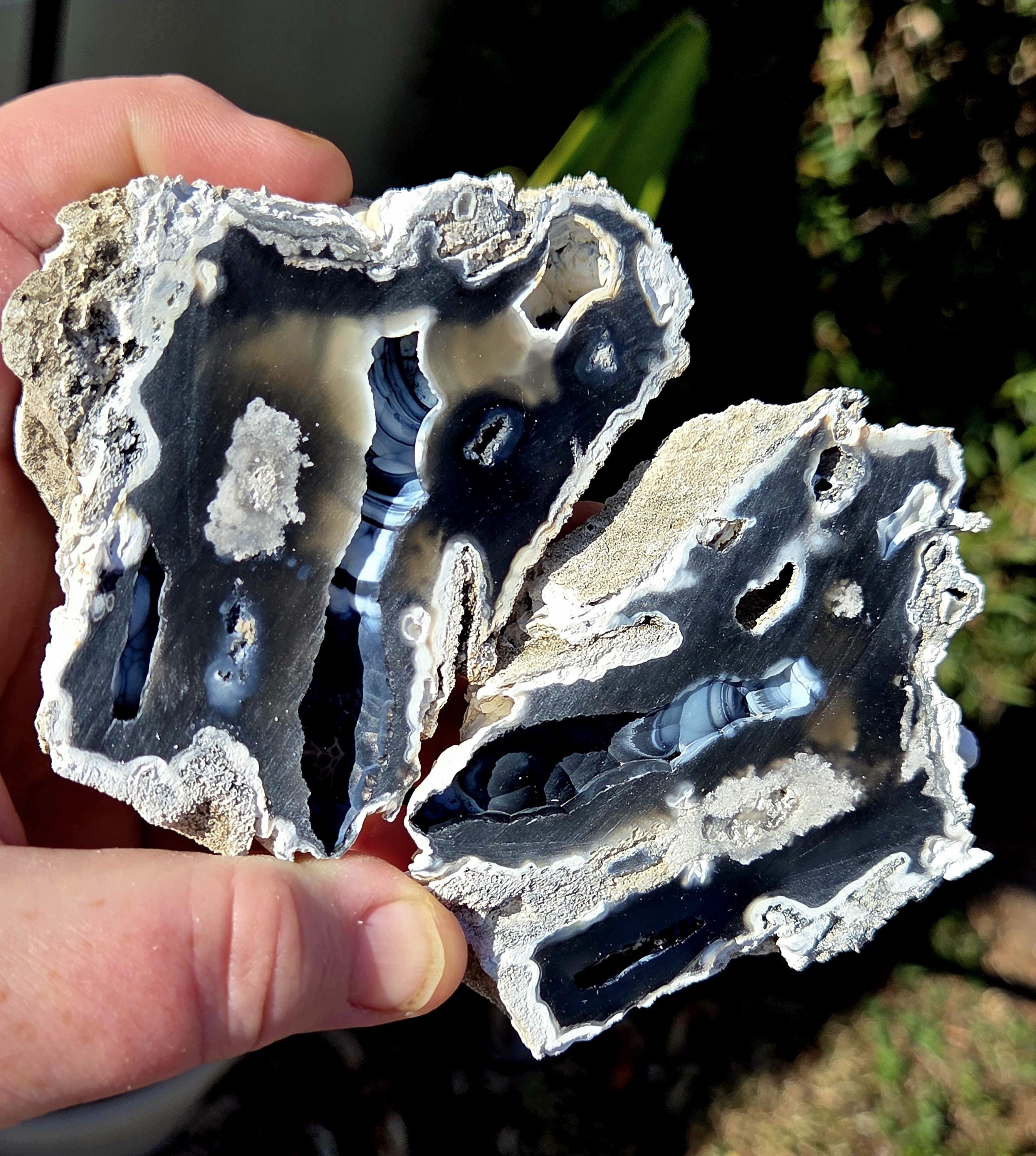 Large Agatized Coral - Etsy