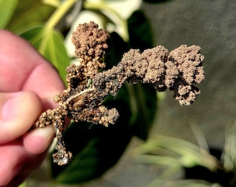 Natural Copper Specimen! Copper Specimen. Copper Mineral Specimen. Crystal Specimen. Mineral Ore Specimen. Mineral Copper. Native Copper.