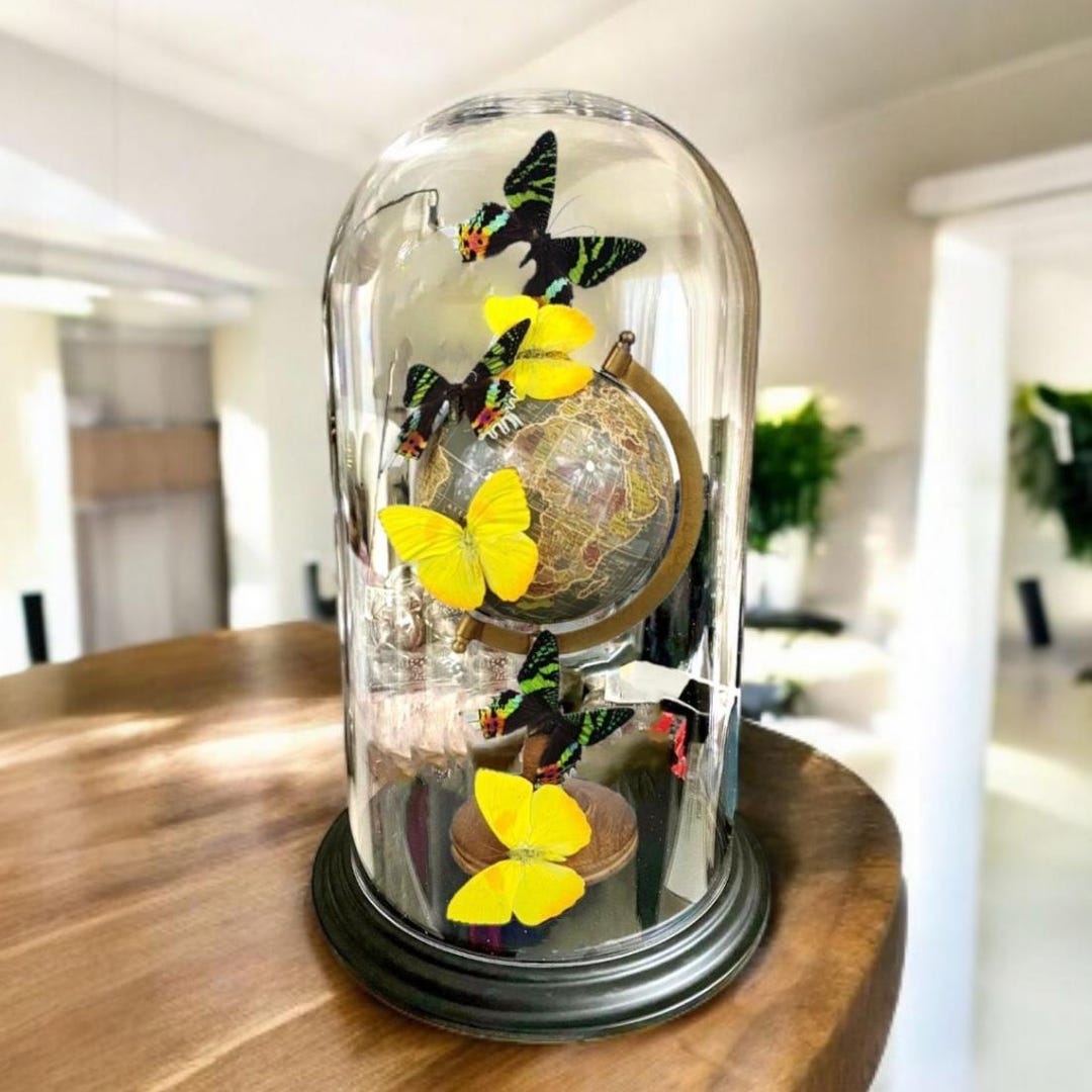 Real Butterflies Mounted on Globe Under Large Glass Dome Limited ...
