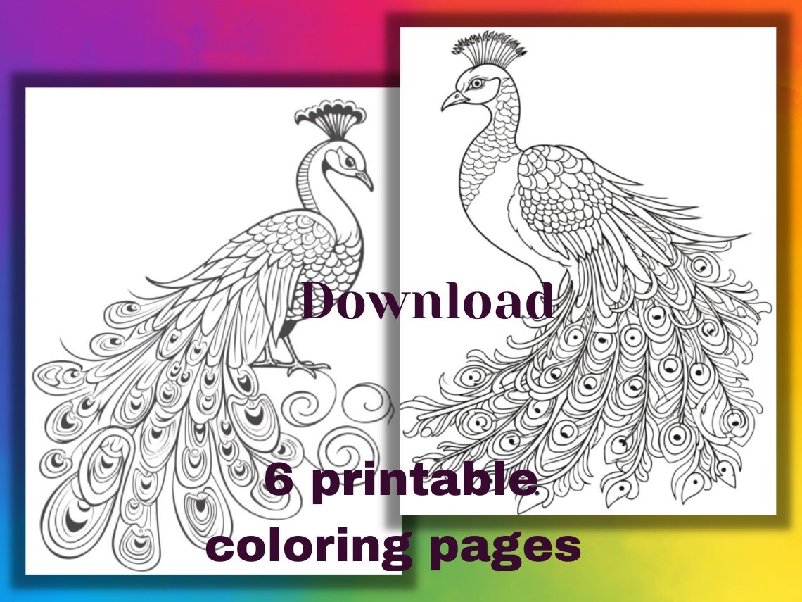 Peacock Spider Colouring page!! – imaginED