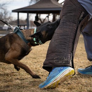 耐久性の高いレザー製犬用首輪、パーソナライズされた刻印入りカスタムフィット 画像 20