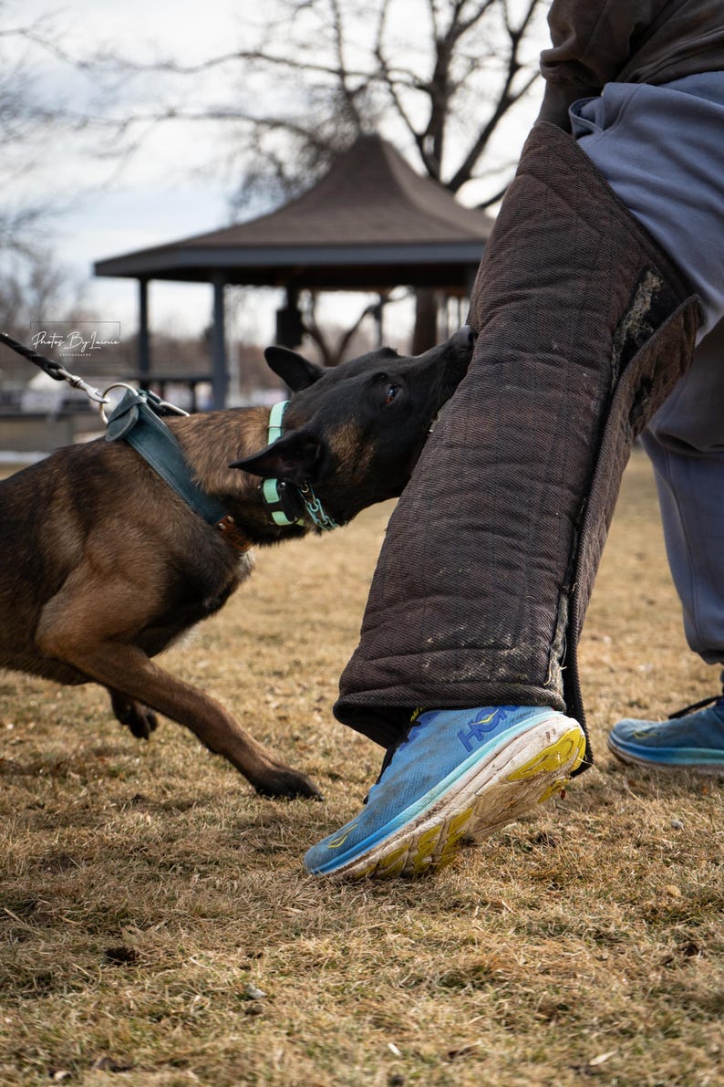 耐久性の高いレザー製犬用首輪、パーソナライズされた刻印入りカスタムフィット 画像 20
