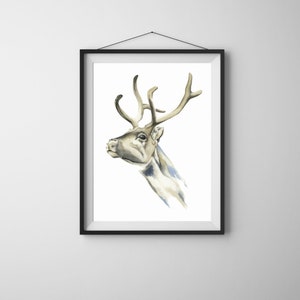 Stampa "Caribù di Peary", Illustrazione, Disegno, Acquerello, Stampa, Arte, Arte Animale, Renna, Cervidi, Mammiferi, Arredamento, Home Decor
