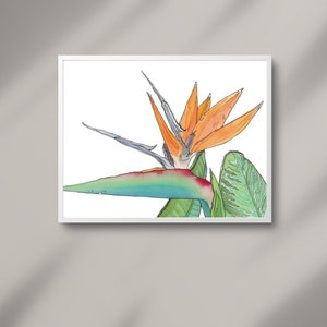 Stampa "Strelitzia", Illustrazione, Disegno, Acquerello, Stampa, Arte, Arte Grafica, Arte Botanica, Arredamento, Home Decor