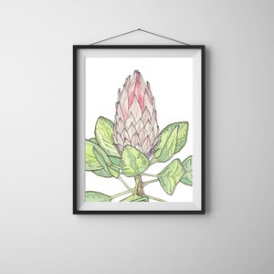 Stampa "Protea Cynaroides", Illustrazione, Disegno, Acquerello, Stampa, Arte, Arte Grafica, Arte Botanica, Arredamento, Home Decor