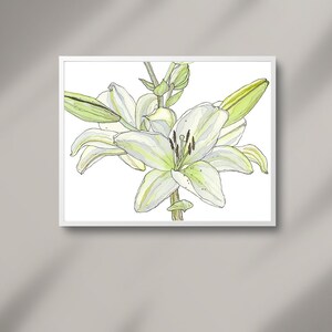 Stampa "Giglio Bianco", Illustrazione, Disegno, Acquerello, Stampa, Arte, Arte Grafica, Arte Botanica, Arredamento, Home Decor